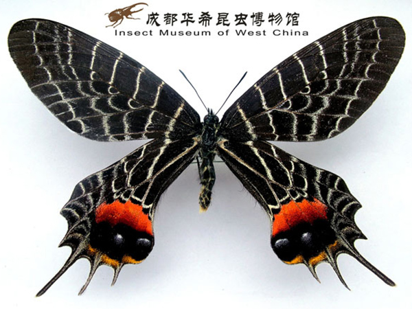 褐凤蝶（不丹国蝶）