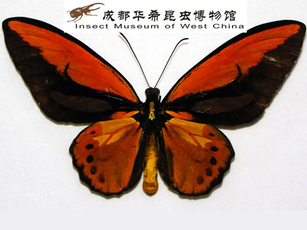帝王鸟翅凤蝶（印度尼西亚国蝶）