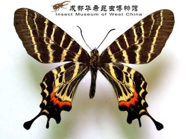 二尾褐凤蝶（国家二级保护动物）