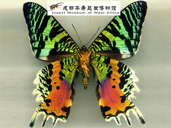 虹彩燕蛾（世界最美丽的蛾）