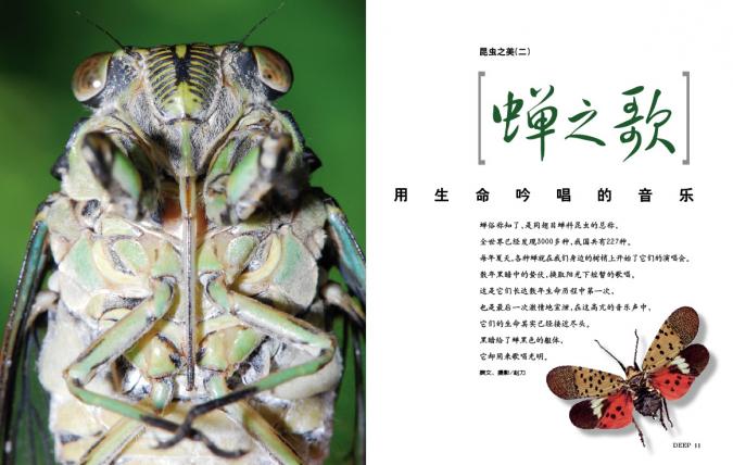 蝉之歌——《中国科学探险》昆虫之美系列之二