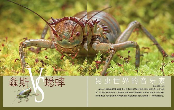 螽斯与蟋蟀-昆虫世界的音乐家——《中国科学探险》系列报道之三