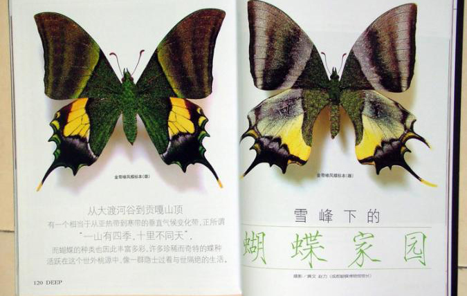 雪峰下的蝴蝶家园——《中国科学探险》系列