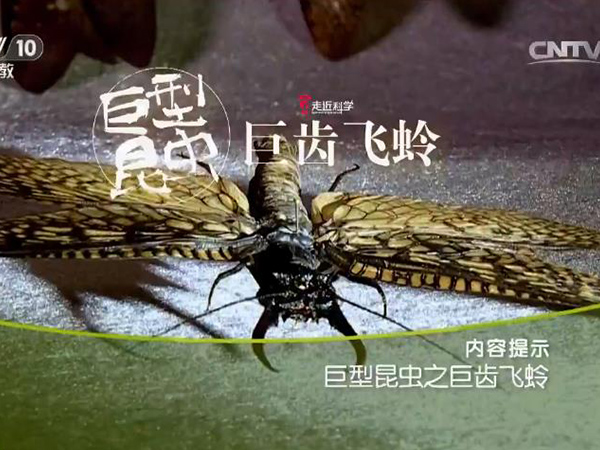 《走近科学》 20160830 巨型昆虫之巨齿飞蛉