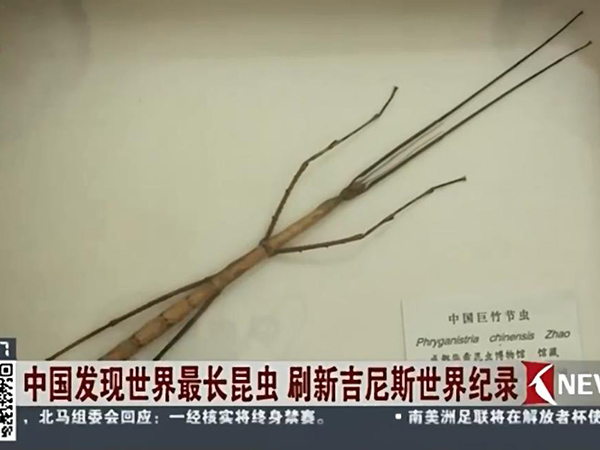 东方卫视报道中国巨竹节虫