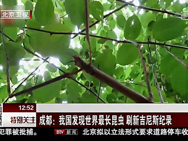 北京卫视报道中国巨竹节虫