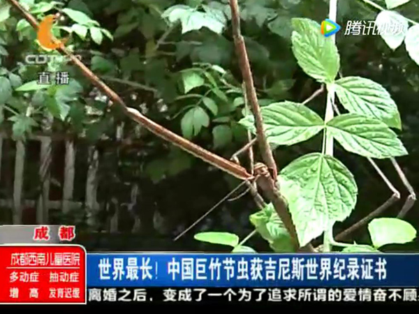 腾讯视频及成都电视台报道中国巨竹节虫