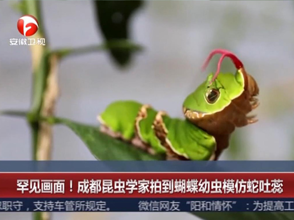 成都昆虫学家拍到蝴蝶幼虫模仿蛇吐蕊