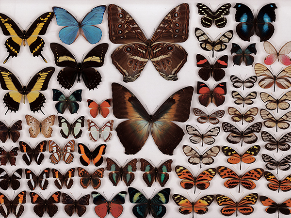 亚马逊雨林的蝴蝶