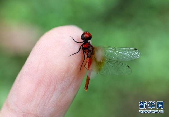 新华社报道我馆发现世界最小蜻蜓个体（新华社20201124）