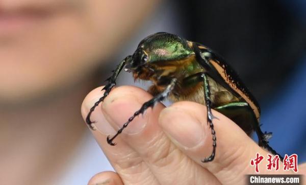 中国最大甲虫阳彩臂金龟幼虫在青城山野外被发现（中新社20211208）