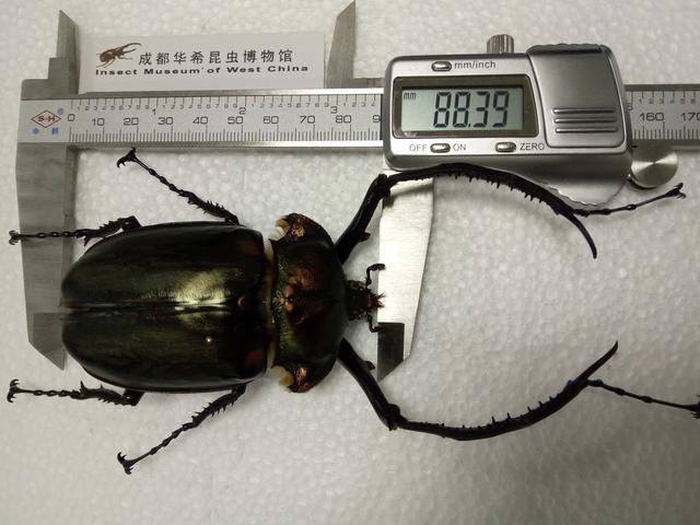 中国最大甲虫种类现身四川青城山（人民资讯20211206）