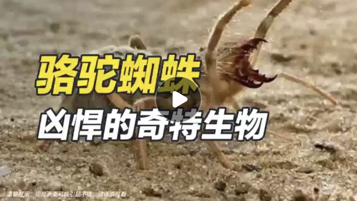 骆驼蜘蛛——凶悍的奇特生物