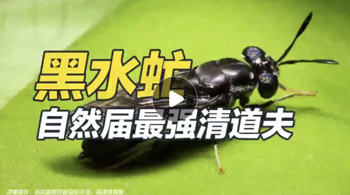 黑水虻——自然界最强清道夫