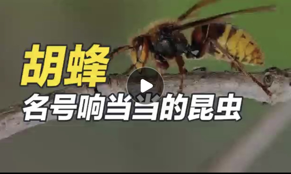 胡蜂——名号响当当的昆虫