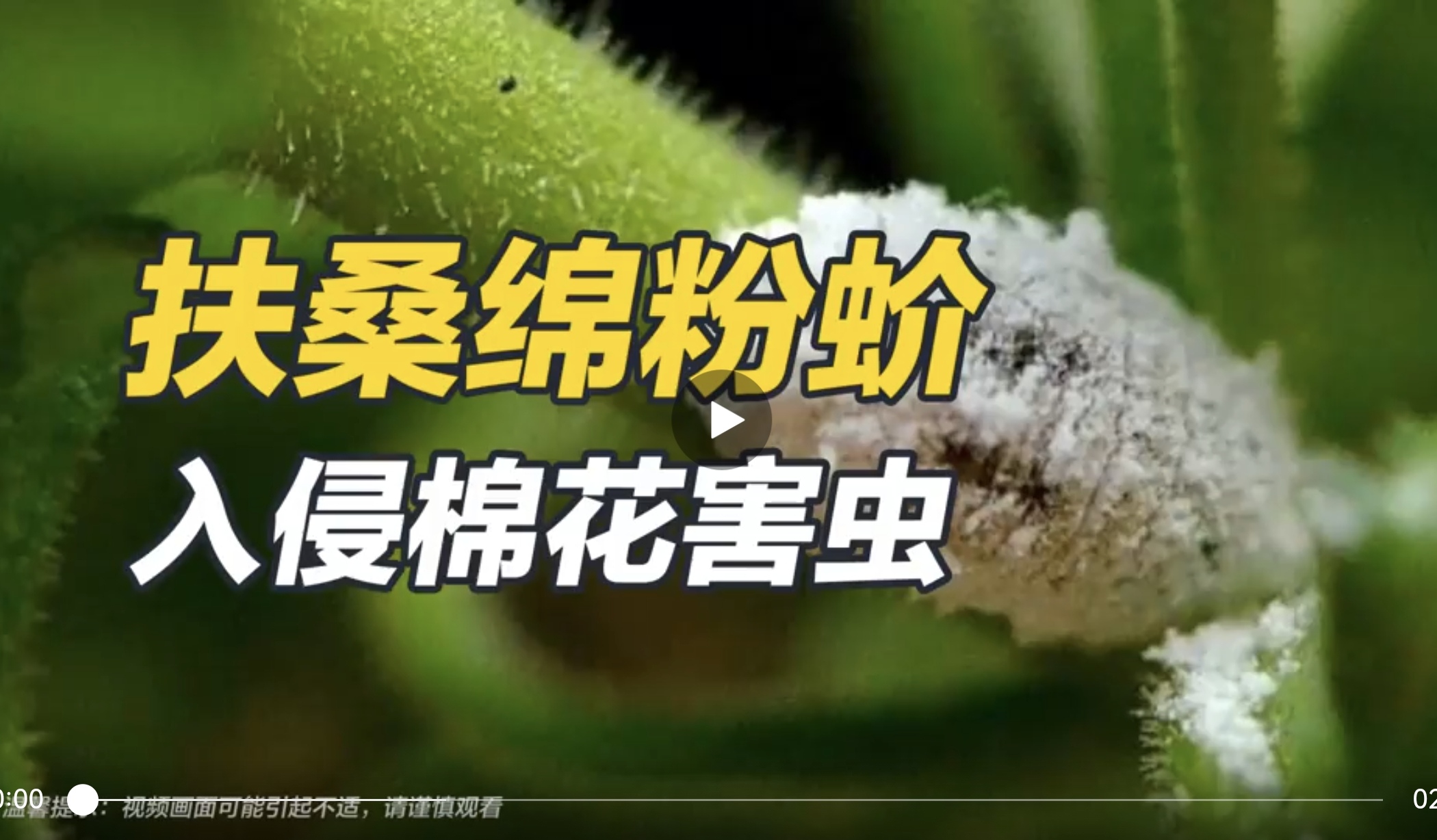 扶桑棉粉蚧——入侵棉花的害虫
