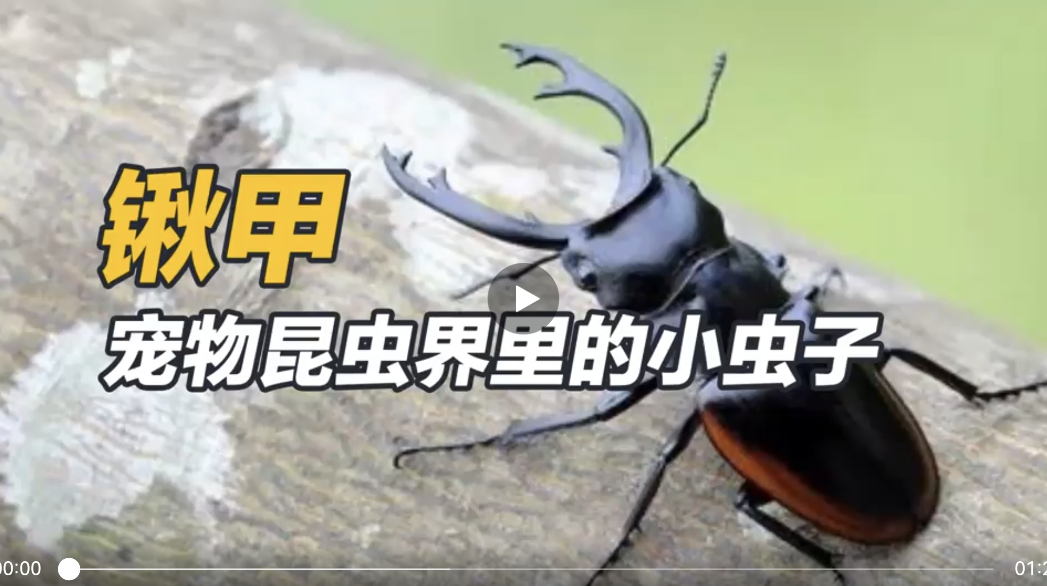 锹甲——宠物昆虫界里的小虫子