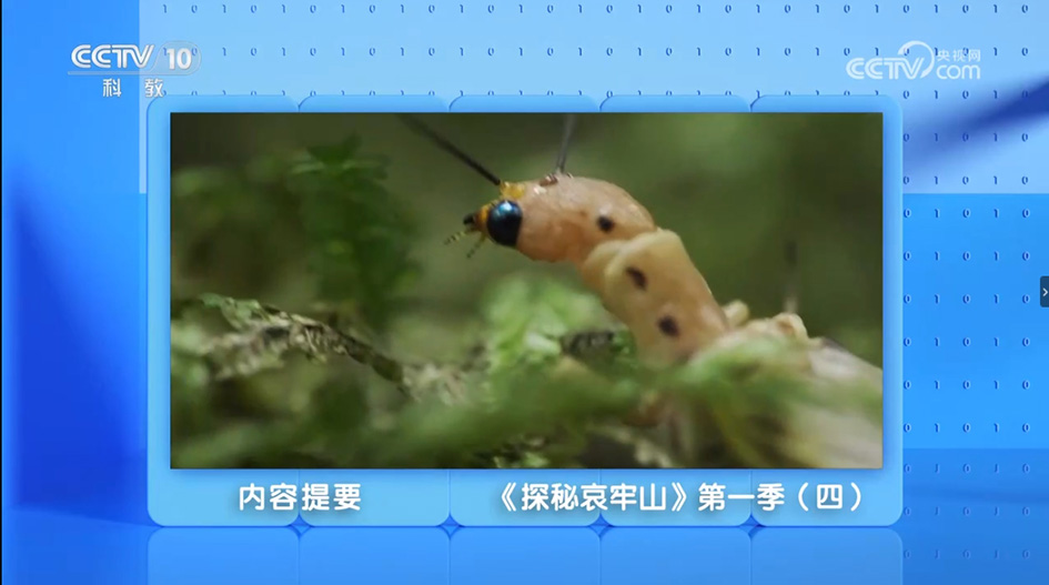 央视播出与我馆合拍四集纪录片《探秘哀牢山第一季第四集》（20251013）